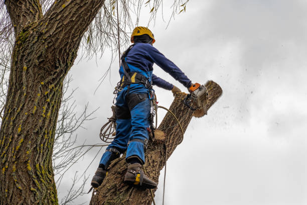 Best Storm Damage Tree Cleanup  in Parkwood, WA