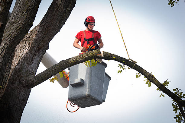 Best Hazardous Tree Removal  in Parkwood, WA