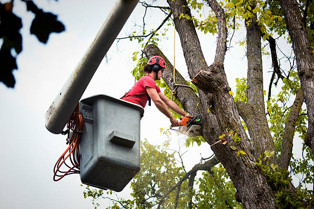  Parkwood, WA Tree Services Pros