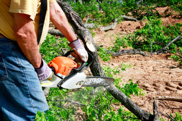Best Lot and Land Clearing  in Parkwood, WA